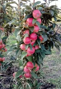 Яблоня колонновидная Васюган 1 шт