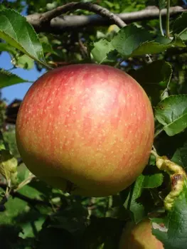 Яблоня Конфетное 1 шт