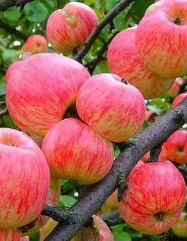 Яблоня Коричное полосатое 1 шт ОКС