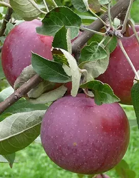 Яблоня Лобо 1 шт