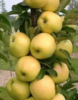 Яблоня Медок (колонновидная) 1 шт ОКС