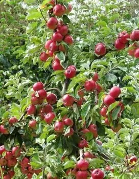 Яблоня Медуница 1 шт ОКС