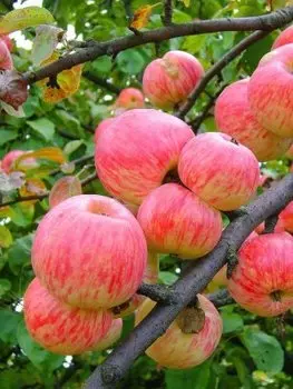 Яблоня Мельба 1 шт. ОКС