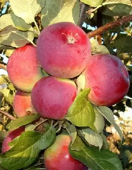 Яблоня Орлик 1 шт ОКС