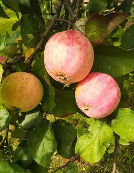 Яблоня Осеннее полосатое 1 шт