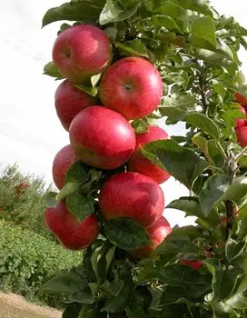 Яблоня Останкино (колоновидная) 1шт ОКС