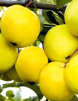 Яблоня Папироянтарное 1 шт