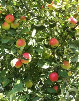 Яблоня Пепин Шафранный 1 шт