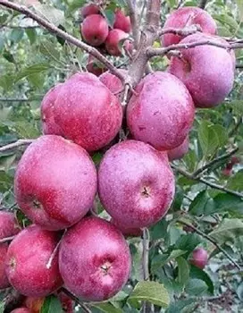 Яблоня Подарок Графскому 1 шт ОКС