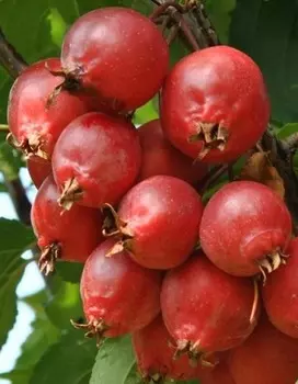 Яблоня Ред обелиск (колонновидная) 1 шт ОКС