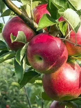 Яблоня Солнышко 1 шт. ОКС