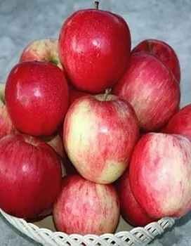 Яблоня Строевское 1 шт