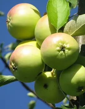 Яблоня Свердловчанин 1 шт