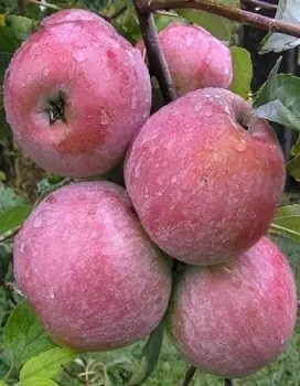 Яблоня Уэлси 1 шт ОКС