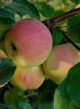 Яблоня Утренняя роза 1 шт