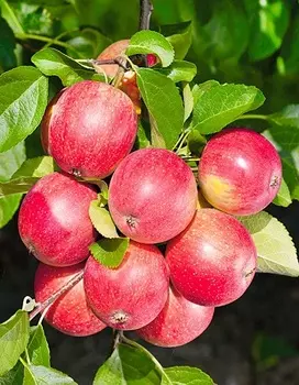 Яблоня Васюган (колоновидная) 1шт. ОКС