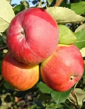 Яблоня Витязь 1 шт