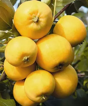 Яблоня Янтарь 1 шт