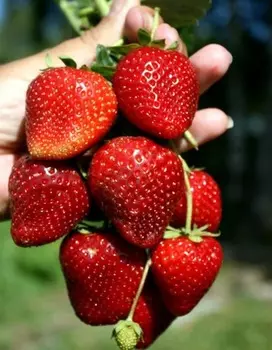 Земляника садовая Кабрилло 1 шт р9