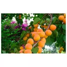 Абрикос mix V-7