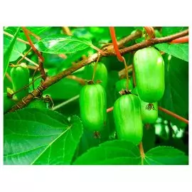 Актинидия коломикта mix V-2