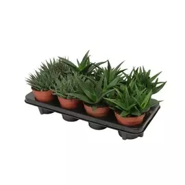 алоэ микс d12