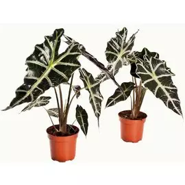 Алоказия полли D12 H40