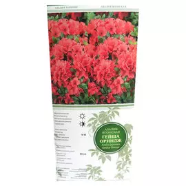 Азалия японская Гейша Ориндж цветки оранжевые с красным оттенком