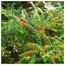 Барбарис mix V-2