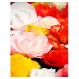 Бегония клубневая микс D-12