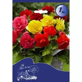 бегония махровая микс, луковицы 2шт 020638