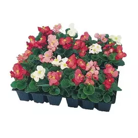 Бегония вечноцветущая микс Е6