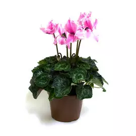 Цикламен микс D-12