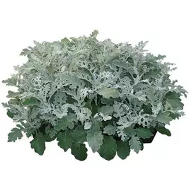 Цинерария E4 /кассета 4шт/