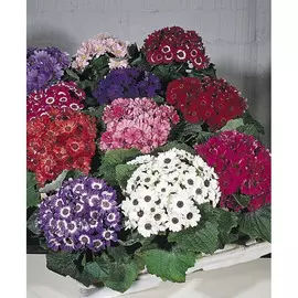 Цинерария смесь E6