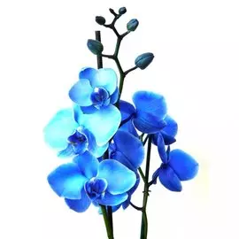 Цветок искусственный Фаленопсис h=105см голубой