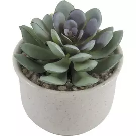 горшок "эхеверия"