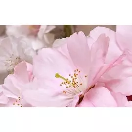 декор 40*25 массив букет розовый 662