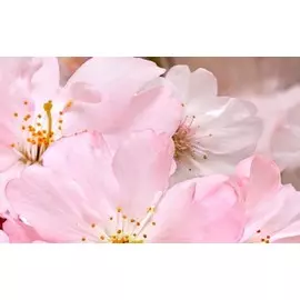 декор 40*25 массив букет розовый 663