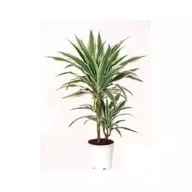 Драцена Фрагранс Варнески 2ст D-17, H-65