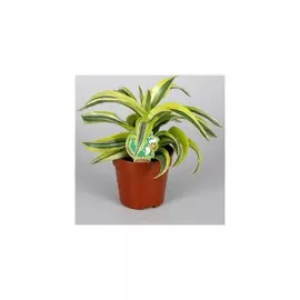 драцена лемон лайм d12; н20