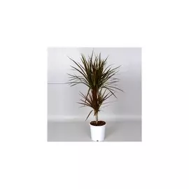 ДРАЦЕНА МАРГИНАТА D17