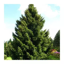 Ель сербская D-2 ltr, H-25-30
