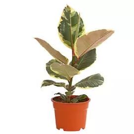 Фикус Тинеке D12