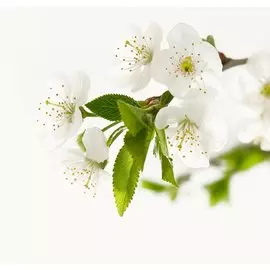 фотообои белая нежность х 5 премиум 204*194см /6 листов/