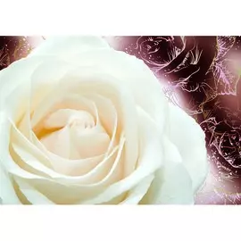 фотообои нежность х5 премиум 194*136см /4 листа/