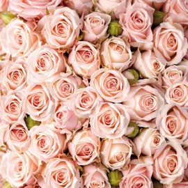 фотообои розы х5 премиум 194*204см /6 листов/