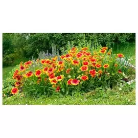 Гайлардия (ЛФ) D14