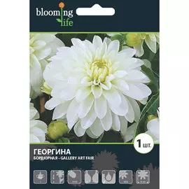 Георгина Арт Фейр, луковицы 1шт