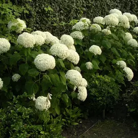 гортензия древовидная аннабель (в тубе)